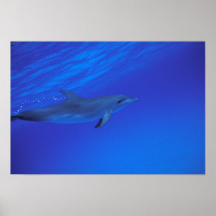 Póster Delfín localizado en el Caribe, Bahamas