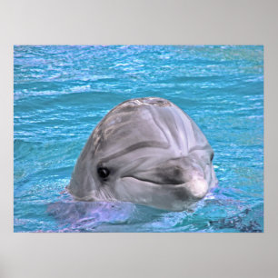 Póster Delfín sonriente
