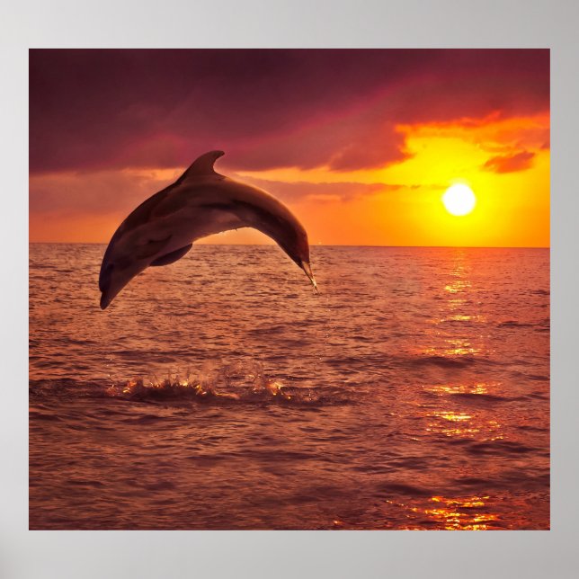 Póster Delfín Sunset: Hermoso escenario. (Frente)