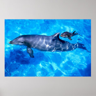 Póster delfines