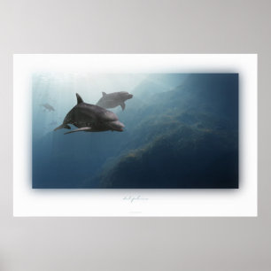 Póster delfines