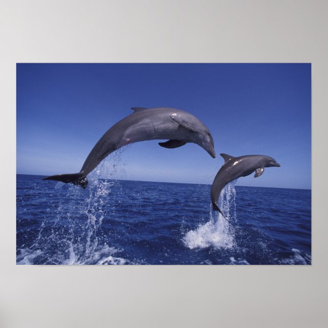 Póster delfines de bottlenose del Caribe (Frente)