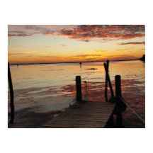 Delfines del atardecer