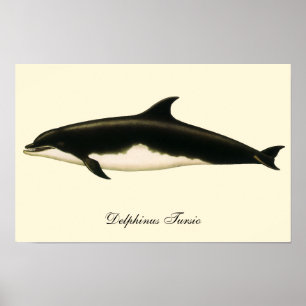 Póster Delfines Delphinus Tursio, Animales Marinos Antigu
