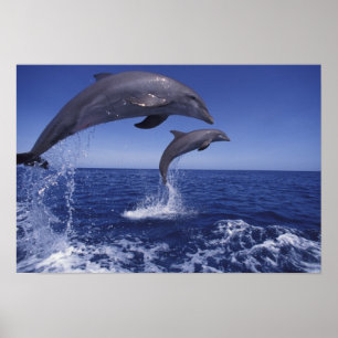 Póster delfines mulares del Caribe