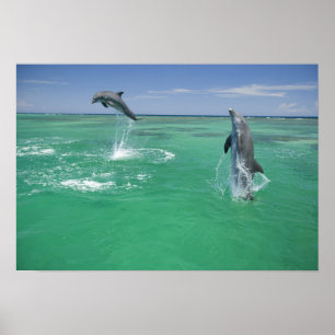 Póster Delfines mulares Tursiops truncatus