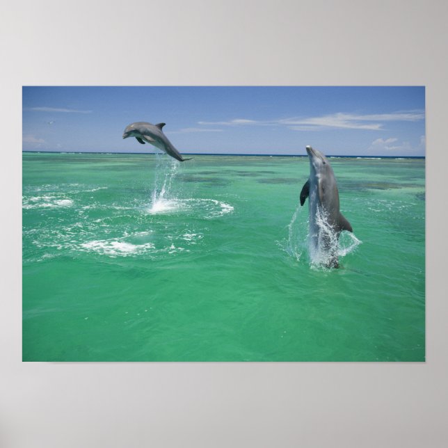 Póster Delfines mulares Tursiops truncatus (Frente)