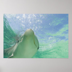 Póster Delfines mulares (Tursiops truncatus)