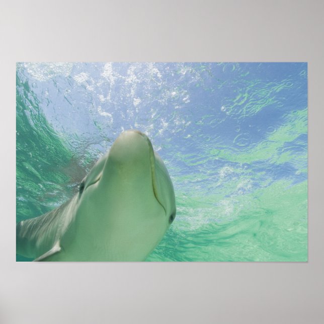 Póster Delfines mulares (Tursiops truncatus) (Frente)