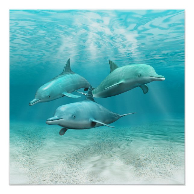 Póster Delfines Nadadores (Anverso)