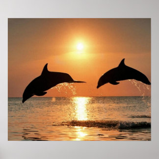 Póster Delfines por atardecer