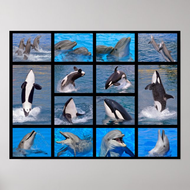 Póster Delfines y ballenas asesinas (Frente)