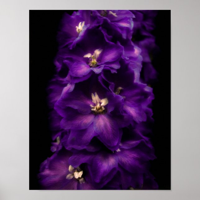 Póster Delfino morado vintage (Frente)