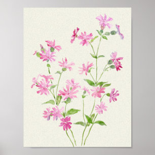 Póster delicadas flores de campión rojo de color rosa-ros