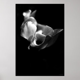Póster delicado