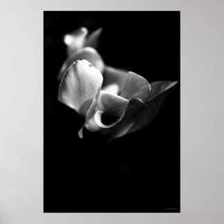 Póster delicado
