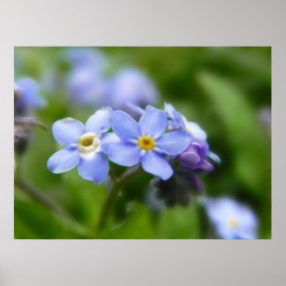 Póster Delicado Olvídenme, no flores