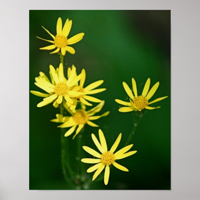 Póster Delicados flores silvestres de margarita amarilla (Frente)