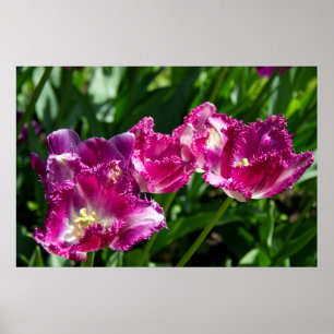 Póster Delicados tulipanes morados en el poster del jardí