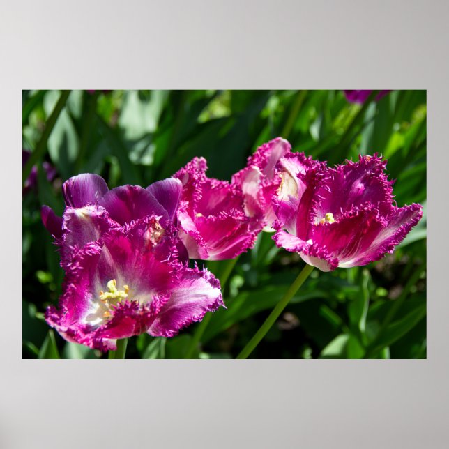 Póster Delicados tulipanes morados en el poster del jardí (Frente)
