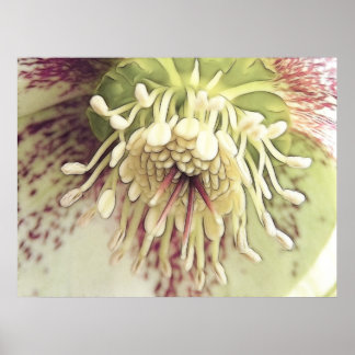 Póster Delicate Hellebore Blossom