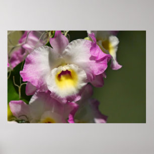 Póster Delicate Orquid