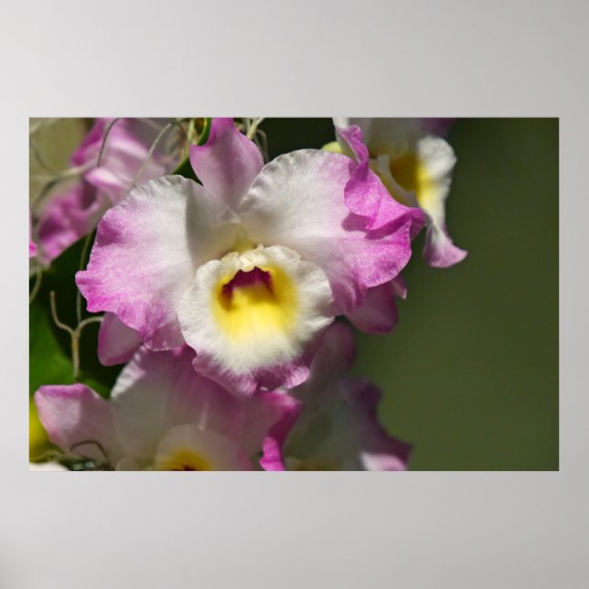 Póster Delicate Orquid (Frente)