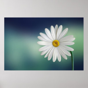 Póster Delicate White Daisy