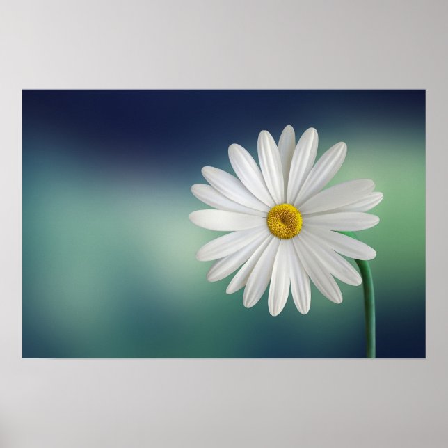 Póster Delicate White Daisy (Frente)