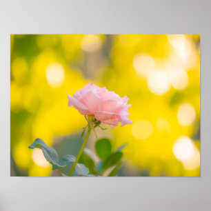 Póster Delicia de Rosa Rosa Soleada - Sueño Bokeh Dorado