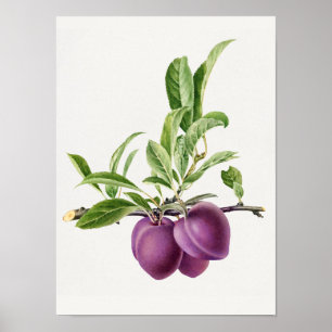 Póster Deliciosa ciruela púrpura en una pintura de bifurc