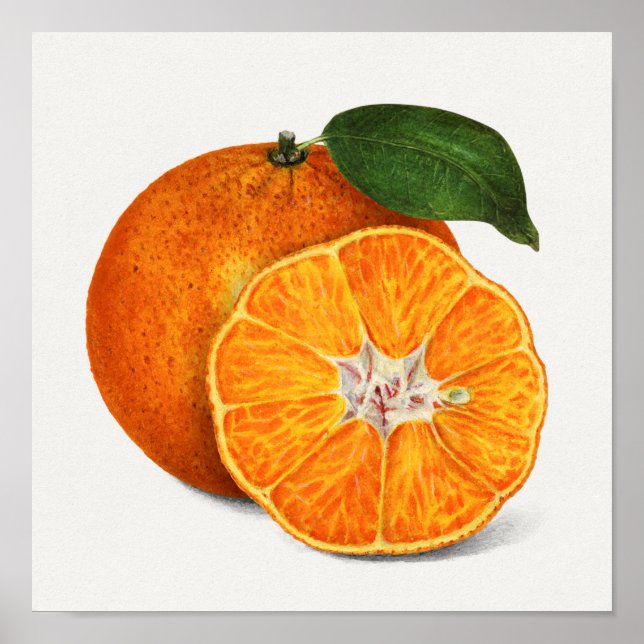 Póster Deliciosa pintura Naranja Tangerine Fruit (Frente)