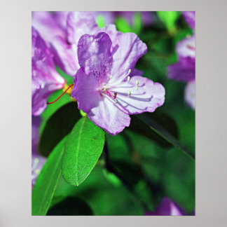 Póster Delightful Lavender Poster II