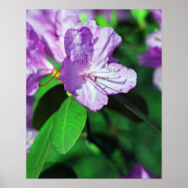 Póster Delightful Lavender Poster II (Frente)