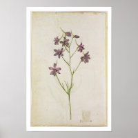Delphinium ajacis, c.1568