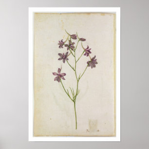 Póster Delphinium ajacis, c.1568
