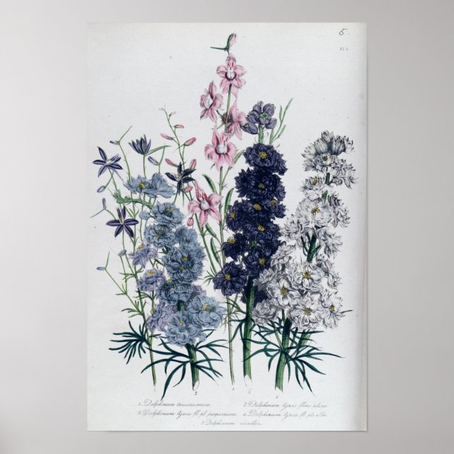 Póster Delphiniums, from 'The Ladies' Flower Garden' (Frente)