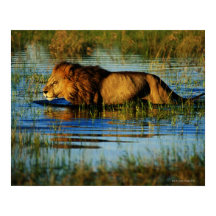 Delta del Okavango, Botsuana 3
