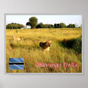 Póster Delta del Okavango - LIONS