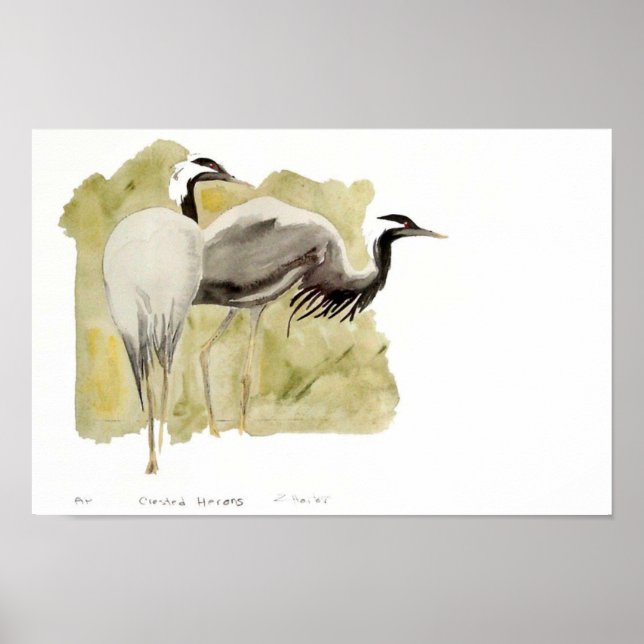 Póster Demoiselle Cranes (Frente)