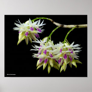 Póster Dendrobium Amethystoglossum