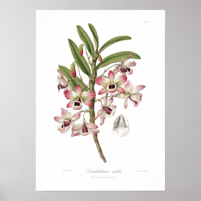 Póster Dendrobium nobile (Frente)