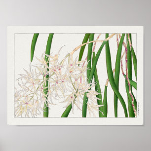 Póster Dendrobium teretifolium por Tanigami Konan