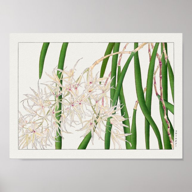 Póster Dendrobium teretifolium por Tanigami Konan (Frente)