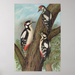 Póster Dendrocopus mayor de Johann Friedrich Naumann