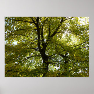 Póster Dentro de un árbol de arce amarillo otoño