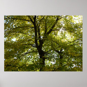 Póster Dentro de un arce amarillo de otoño