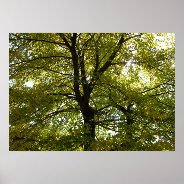 Póster Dentro de un arce amarillo de otoño (Frente)