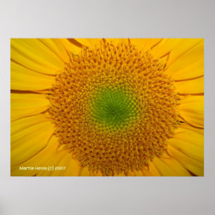 Póster Dentro de un girasol