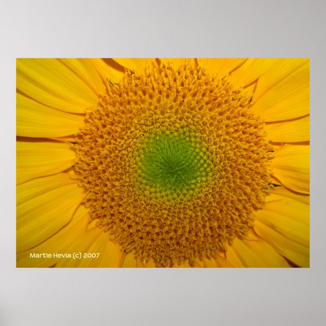 Póster Dentro de un girasol (Frente)